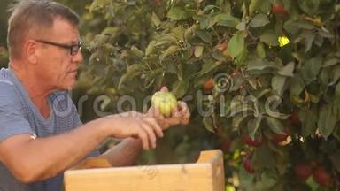 一位年迈的农民从树上摘下红熟的苹果，放在木箱里。生态农场